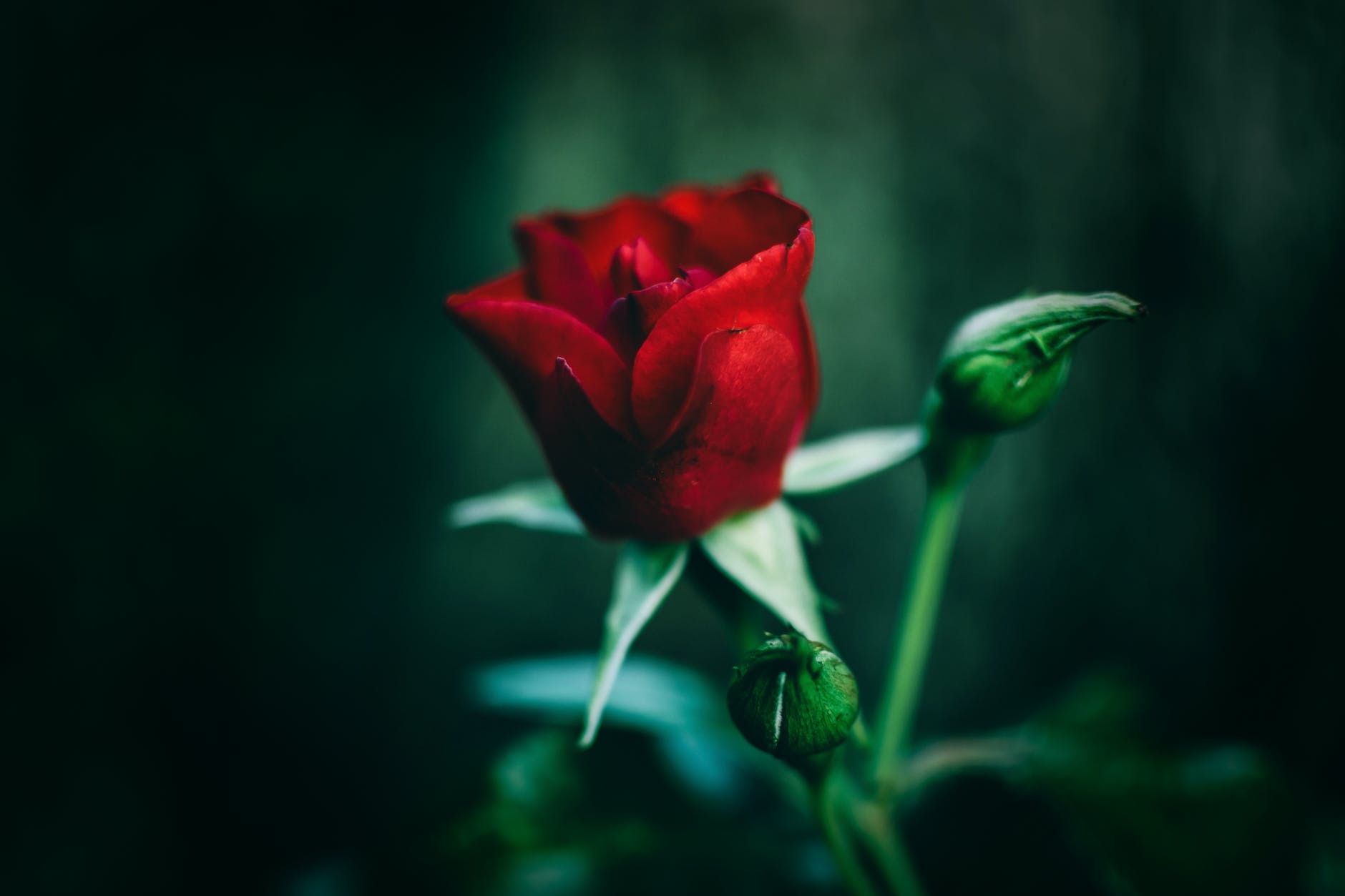 close up photography of red rose